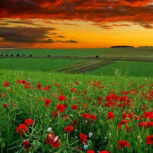 avatar van dommelvolk