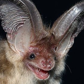 avatar van Baggerman