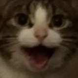 avatar van Sotto_Voce