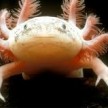 avatar van Axolotje