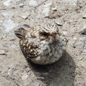 avatar van luukcouldchange