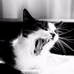 avatar van wernerb26