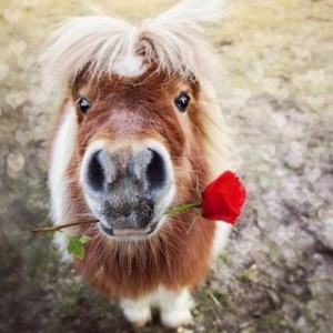 avatar van MaSeH_muziekliefhebber