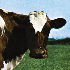 avatar van josvanraaij