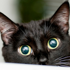 avatar van Waterbuffel